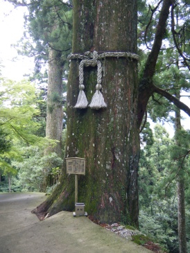 太龍寺 境内にある 守護の大杉。　いつ見ても厳かで立派です。