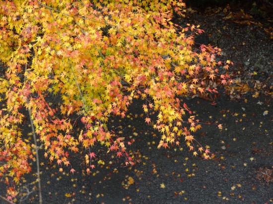 地面に落ちた黄色い葉っぱが絨毯のよう。