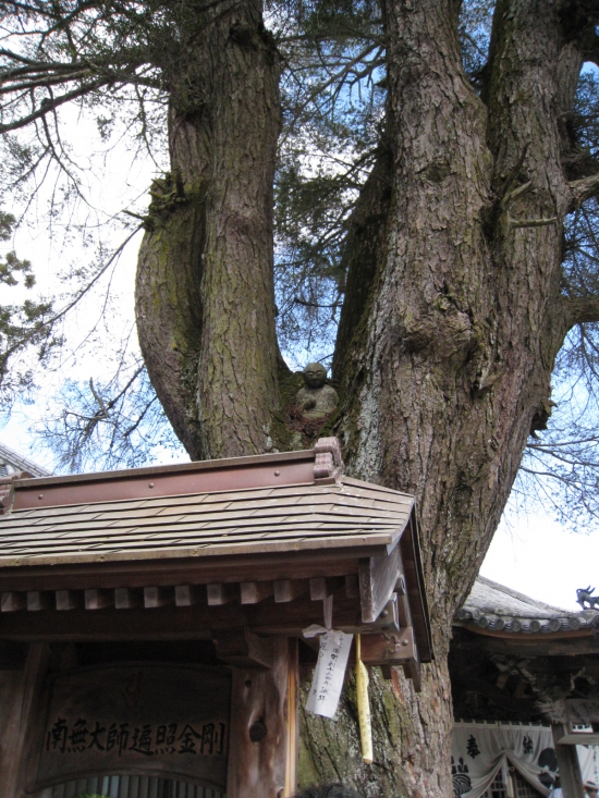 常楽寺　本堂脇に立つアララ木の木に「アララギ大師」見てる～　糖尿病、腎臓病に霊験ありだとか？