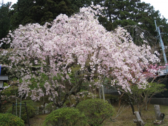 太龍寺　ボタン桜