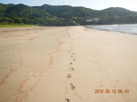 朝、大岐浜を歩く♪  自分の足跡を撮影した。