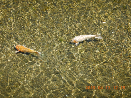 川の鯉