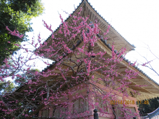最御崎寺境内で梅の花が満開でした。後ろは多宝塔です。