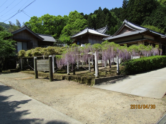藤井寺、咲き始めています。