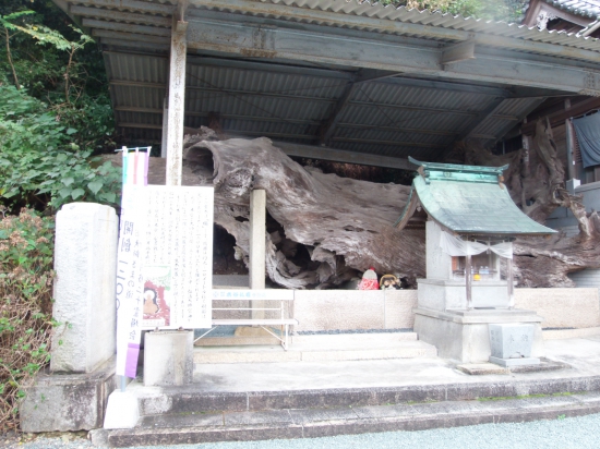 台風で倒れた楠が大切に保存されています。